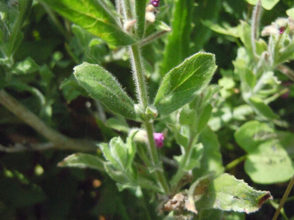 Epilobium hirsutum